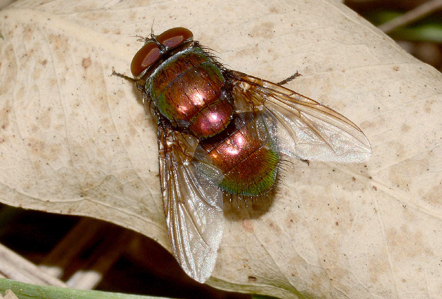 Calliphoridae:  Lucilia sp.